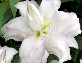 Лілія махрова Лотус Пьюр (Lotus Pure)купити