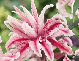 Лілія махрова Меджик Стар (Magic Star)купити