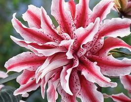 Лілія махрова Меджик Стар (Magic Star)купити