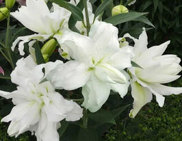 Лілія махрова Сноу Ворлд (Snow World)купити