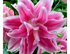 Лілія махрова Світ Роуз (Sweet Rosy)купити