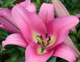 Лілія орієнтальна Лабрадор (Labrador)купити