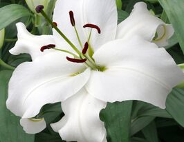 Лілія орієнтальна Сантандер (Santander)купити