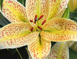 Лілія орієнтальна Тайгермун (Tigermoon)купити