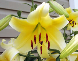 Лілія ОТ-гібрид Конка дор (Conca d'Or)купити