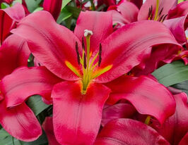 Лілія ОТ-гібрид Ластінг Лав (Lasting Love)купити