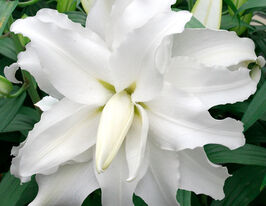 Лілія махрова Май Веддінг (My Wedding)купити