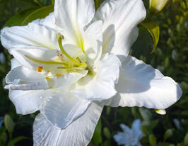 Лілія махрова Боул оф Бьюті (Bowl of Beauty)купити