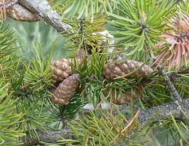 Сосна Банкса (Pinus banksiana Lamb.) купить