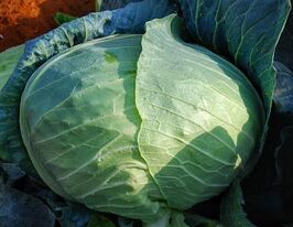 Капуста середньостигла Мультіма F1купити