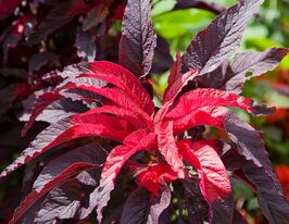 Амарант Ерлі Сплендор  5 гкупити