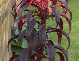 Амарант Ерлі Сплендор 20 гкупити