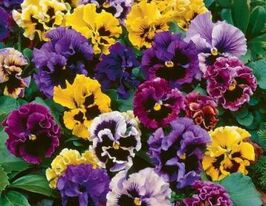 Віола швейцарський гігант Рококо 20 гкупити