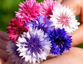 Волошка садова суміш  5 гкупити