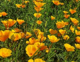 Ешольція каліфорнійська Голден Вейс 50 гкупити