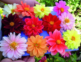 Жоржина Королівська 20 гкупити