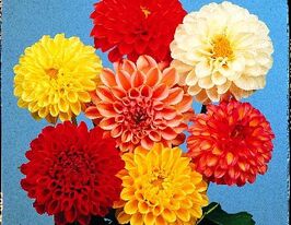 Жоржина Помпоновидна 20 гкупити