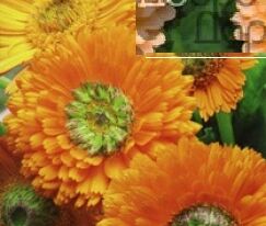 Календула Зелене серце 20 гкупити