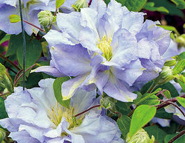 Клематіс Блю Даймонд (Blue Diamond) в горщикукупити