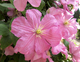 Клематіс Комтес де Бушо (Comtesse de Bouchaut) в горщикукупити