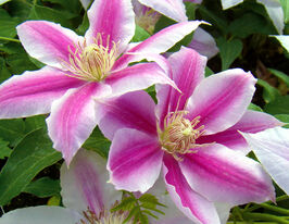 Клематіс Доктор Руппель (Dr.Ruppel) в горщикукупити