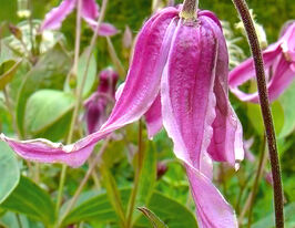 Клематіс Флоріс (Floris) в горщикукупити