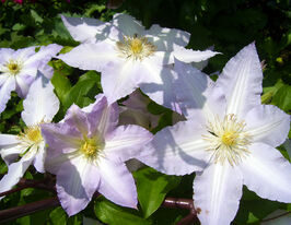 Клематіс Гледіс Пікард (Gladys Picard) в горщикукупити