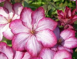 Клематіс Ліберті (Liberty) в горщикукупити