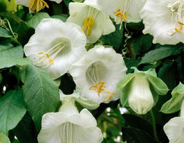 Кобея белая 5 г купить