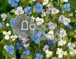 Комелина Тубироза смесь 5 г купить