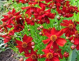 Кореопсис красильный Амулет 5 г купить