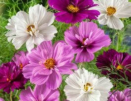 Космея обыкновенная Пуше смесь цветов 20 г купить