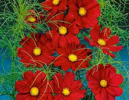 Космея обычная Сенсация Дазлер 20 г купить