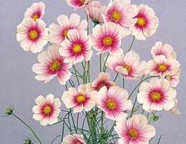 Космея обычная Сенсация Дей Дрим 20 г купить