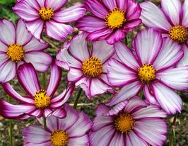 Космея Сенсация Пикоти 20 г купить