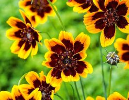 Космодиум бурриджанум Брюнетка 5 г купить