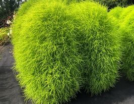 Кохия кипарисовидная 5 г купить