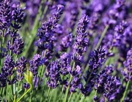 Лаванда узколистная Хидкот Блю Стрейн 5 г купить