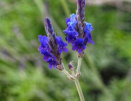 Лаванда мульфида голубая 5 г купить