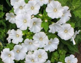 Лаватера Мон Бланк 20 г купить