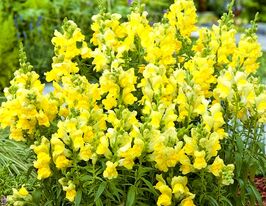 Левкой седой Буш экса желтый 5 г купить