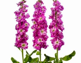 Левкой седой Буш экса розовый 5 г купить