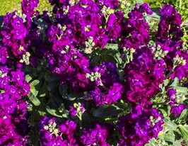 Левкой седой Буш экса фиолетовый 5 г купить