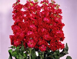 Левкой седой Буш экса красный рубин 5 г купить