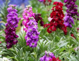 Левкая смесь 5 г купить