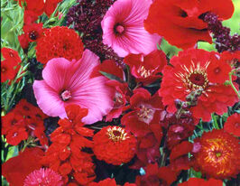 Летняя смесь красных оттенков 20 г купить