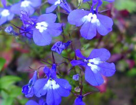 Лобелия эринус Миссис Клибран 20 г купить