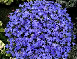 Лобелия эринус пендула Арлетка Блю 20 г купить