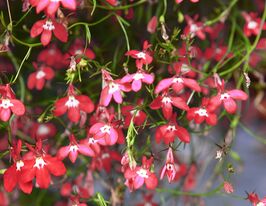 Лобелия эринус пендула Красный Каскад 5 г купить