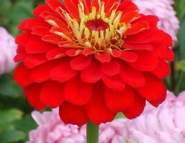 Майорцы Аттракцион 100 г купить